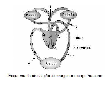 Vasos sanguíneos