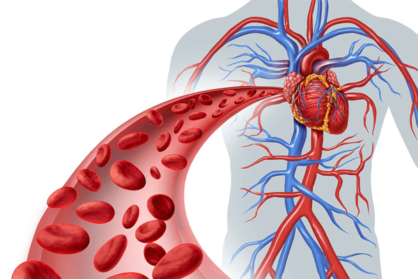 Biologia: Vasos sanguíneos – O que são? Características, Composição, Exercícios