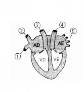 Veias