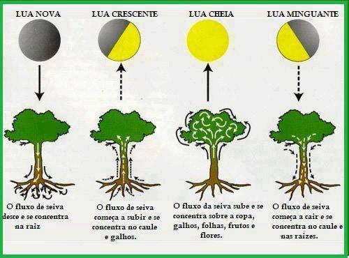 Influência da lua na agricultura