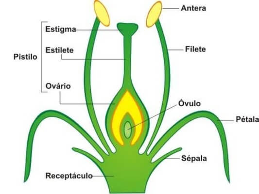 Angiosperma