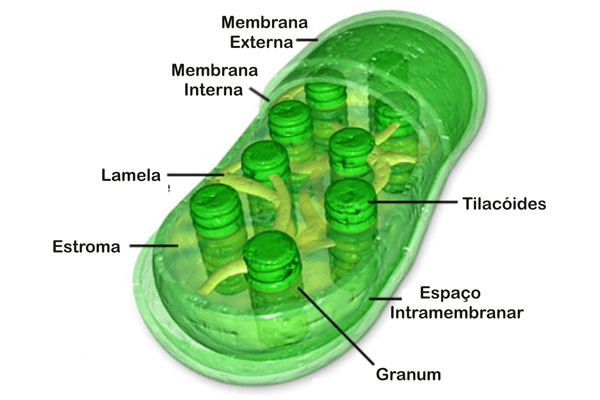 Cloroplastos