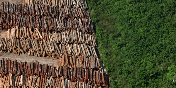 Biologia: Desmatamento – Causas, Consequências, Soluções, Dados no Brasil e no Mundo