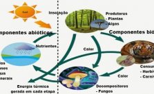 Fatores bióticos e abióticos – O que são? Componentes, Relação e Diferenças 