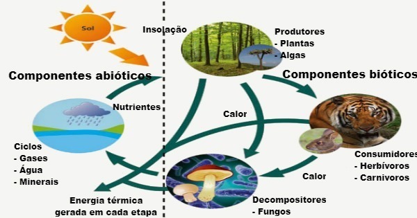 Biologia: Fatores bióticos e abióticos – O que são? Componentes, Relação e Diferenças