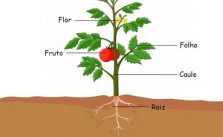 Partes da planta – Quais são? Características, Funções e Exercício sobre o assunto 