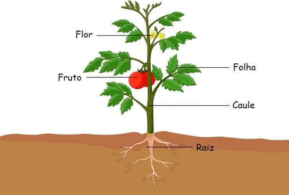 Biologia: Partes da planta – Quais são? Características, Funções e Exercício sobre o assunto