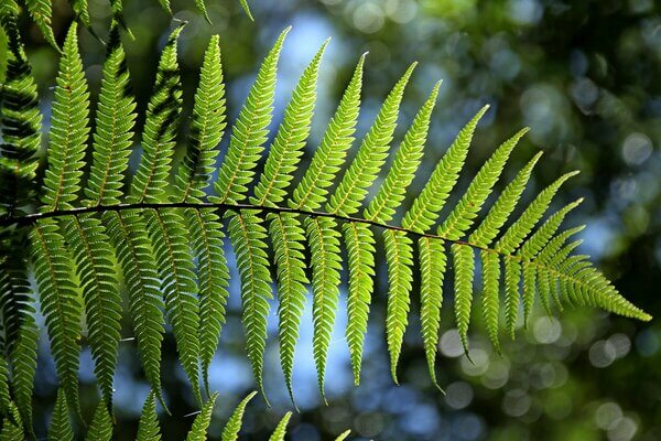 Biologia: Pteridófitas – O que são? Características e Importância Ecológica