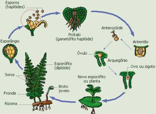 Pteridófitas