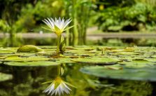 Botânica: o estudo das plantas – O que é? História, Pesquisa e Profissão 