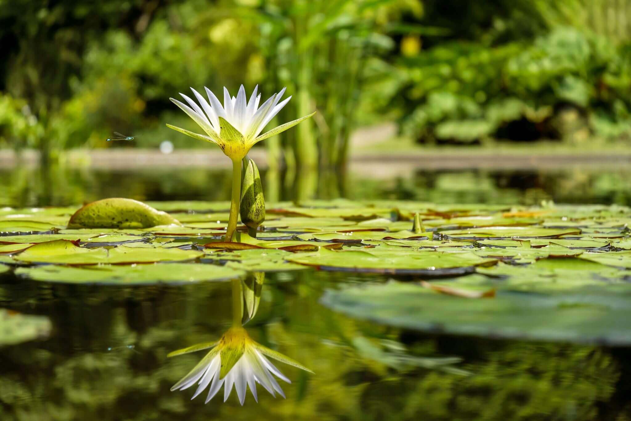 Biologia: Botânica: o estudo das plantas – O que é? História, Pesquisa e Profissão