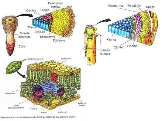 Histologia vegetal