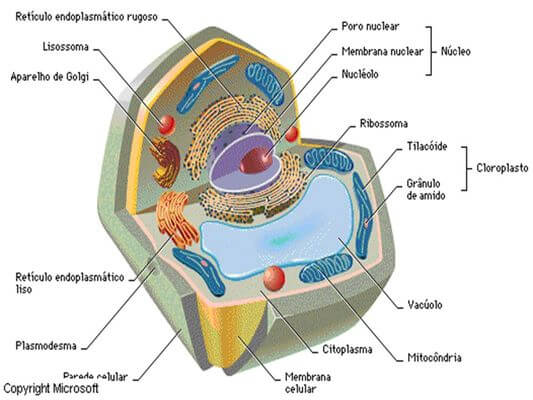 Histologia vegetal