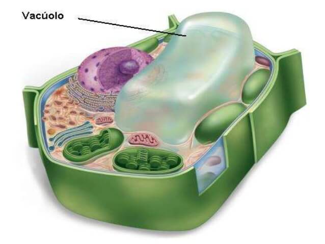 Biologia: Vacúolos – O que são? Tipos, Características e Exercícios