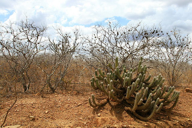 Caatinga Nordestina