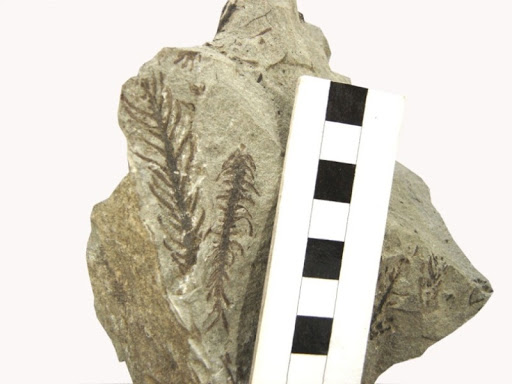 Carbonificação