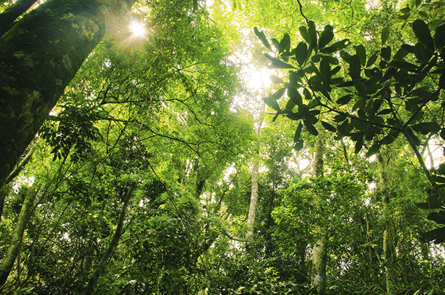 Mata atlântica nordeste