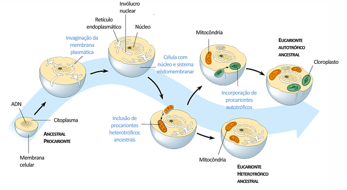 Como funciona a endossimbiose