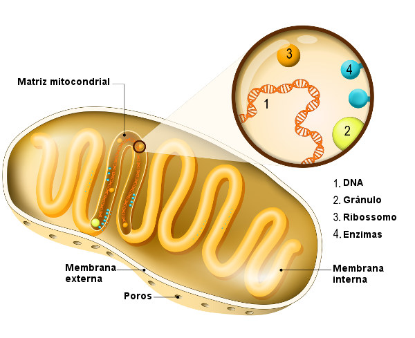 Como é a mitocôndria