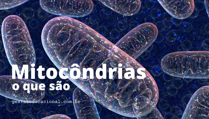 Biologia: O que são Mitocôndrias? Definição, Funções e Características