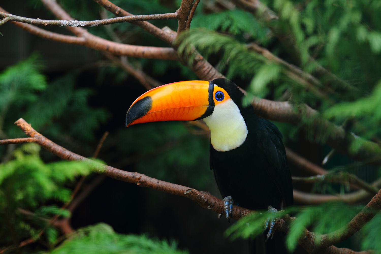 Meio Ambiente: Animais que podem ser encontrados em Florestas Tropicais 