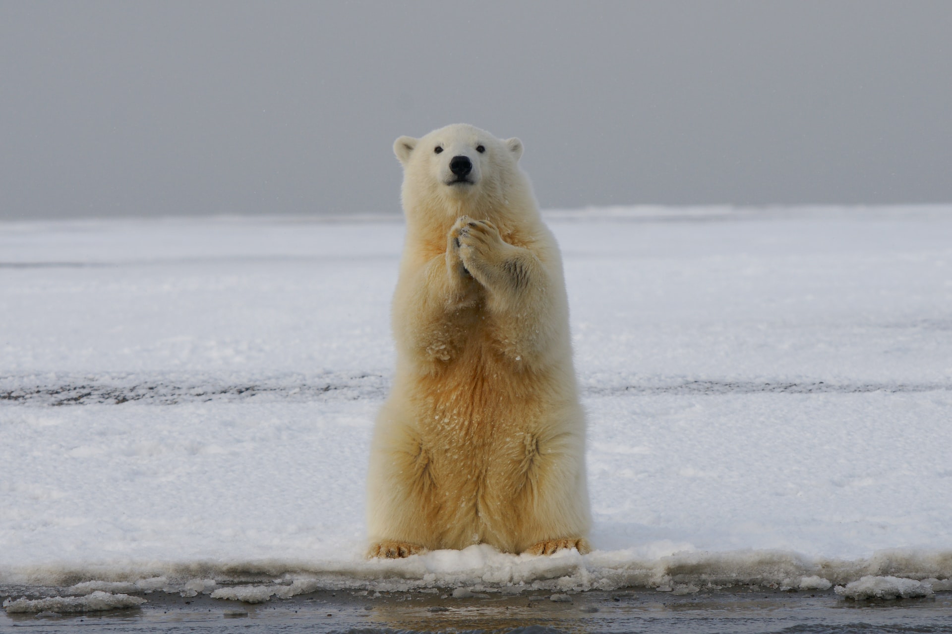 Biologia: 7 animais que podem ser encontrados na Tundra