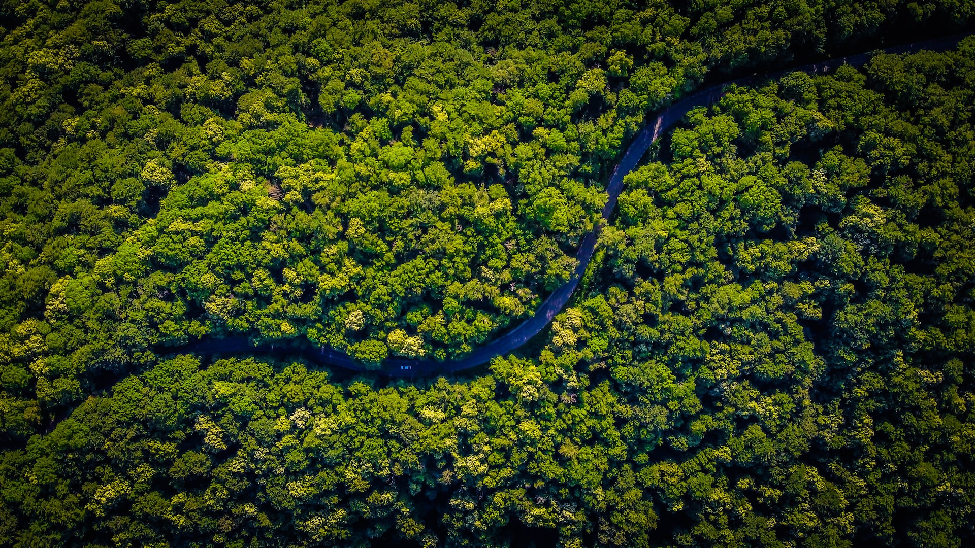 Floresta Amazônica: Por que ela é tão importante? 