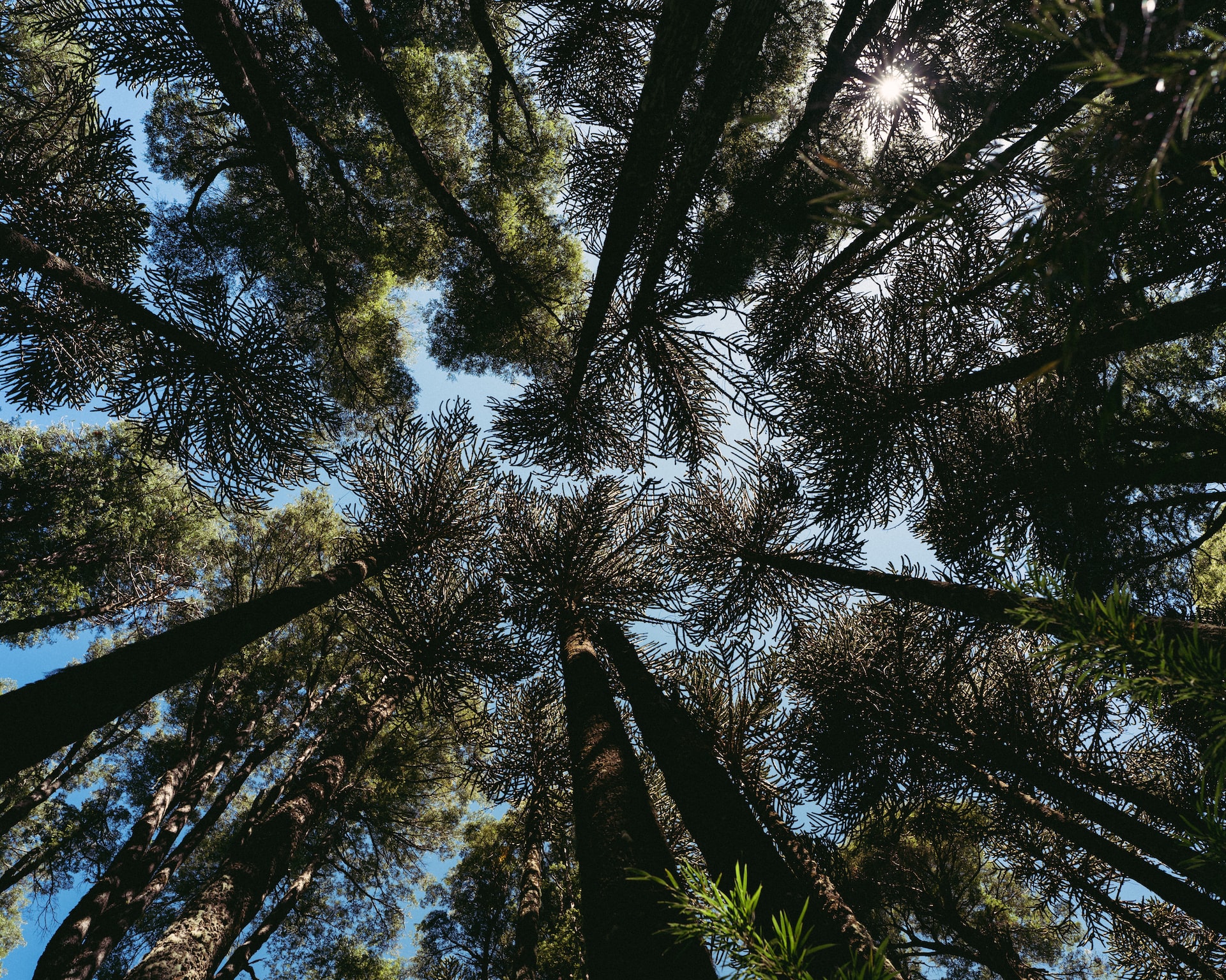 Mata de Araucárias - Conheça as características dessa vegetação! (Imagem: Nicolás Gutiérrez/Unsplash)