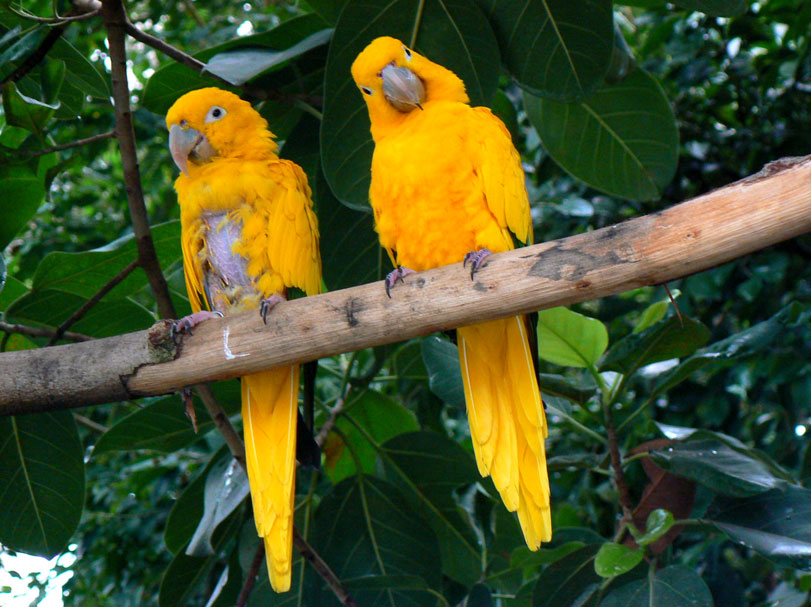 Meio Ambiente: 7 espécies de animais em extinção no Brasil 