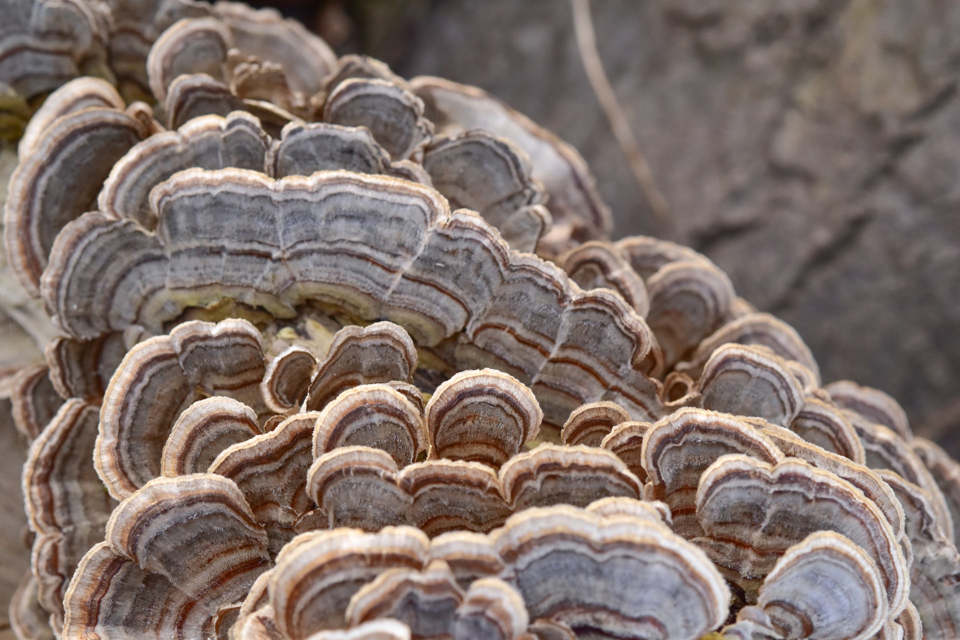 Biologia: 3 funções importantes desempenhadas pelos Fungos