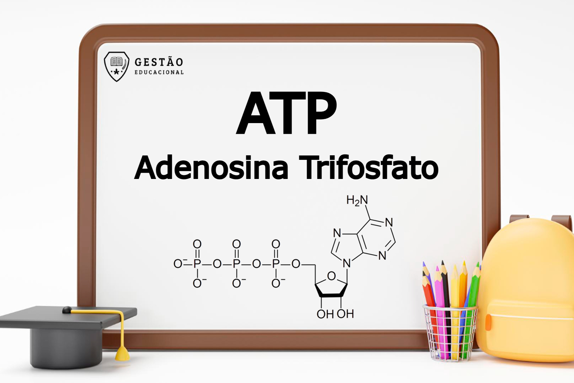 Biologia: ATP (Adenosina Trifosfato) – O que é? Qual sua função?