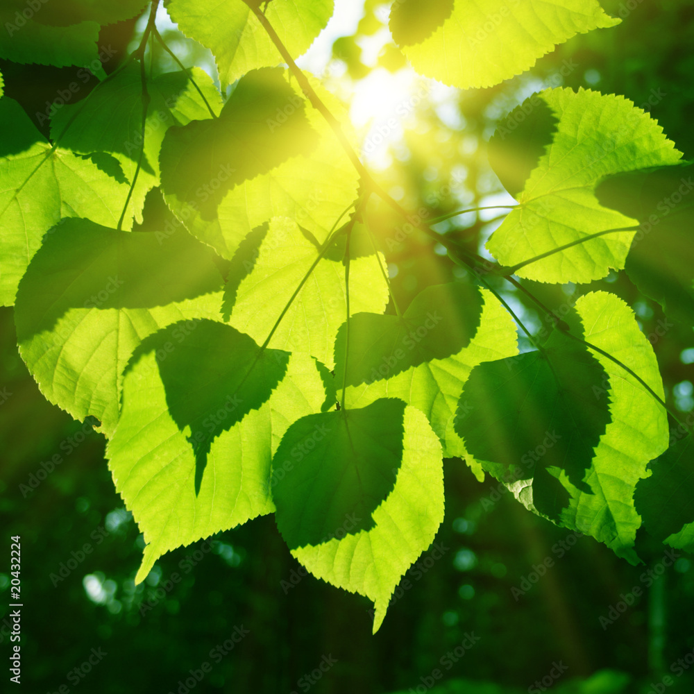 Do que as plantas se alimentam? Veja X curiosidades que você não sabia!