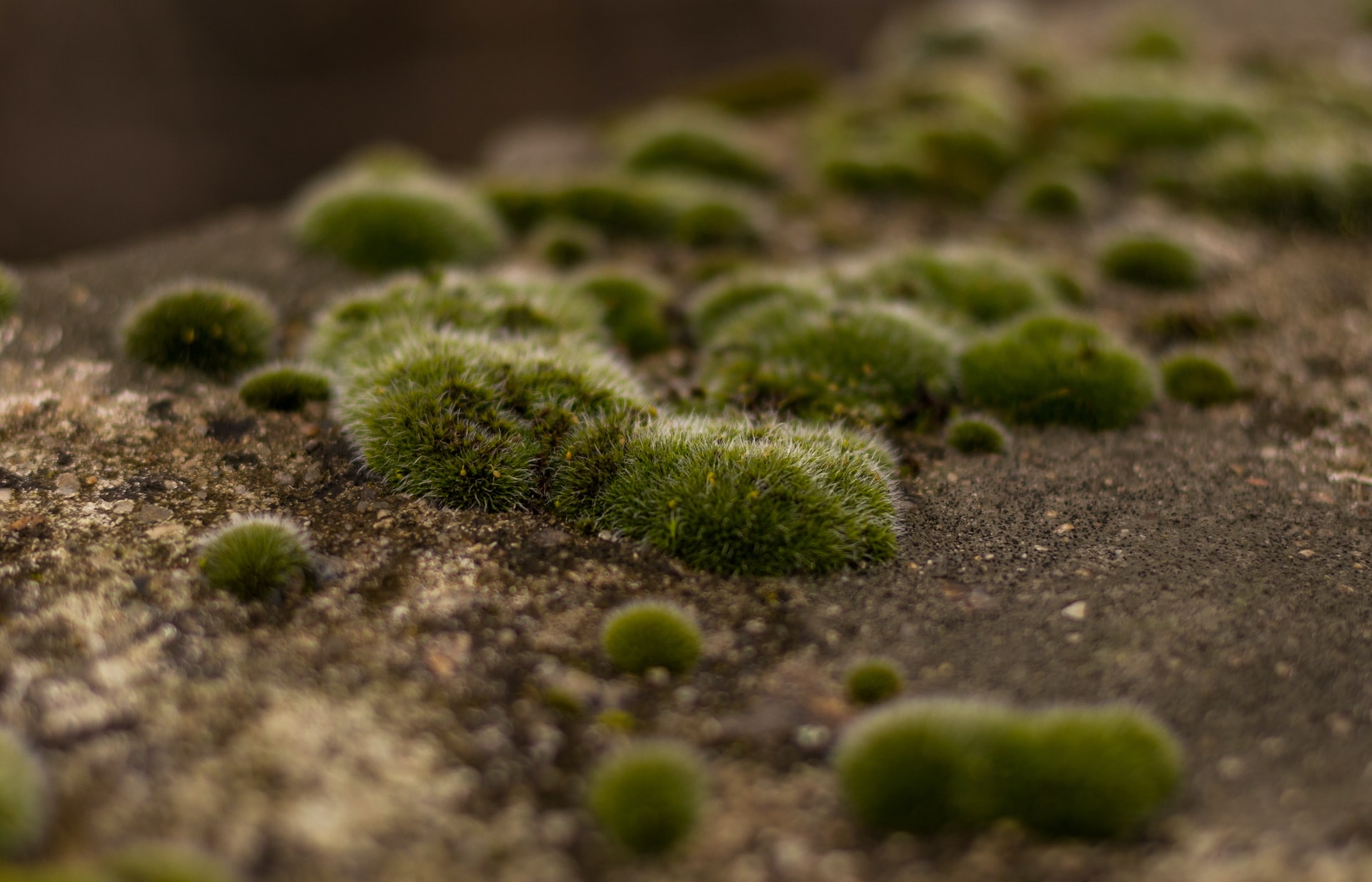 Plantas Avasculares - O que são, ciclo de vida e características (Imagem: Anton Atanasov/Unsplash)