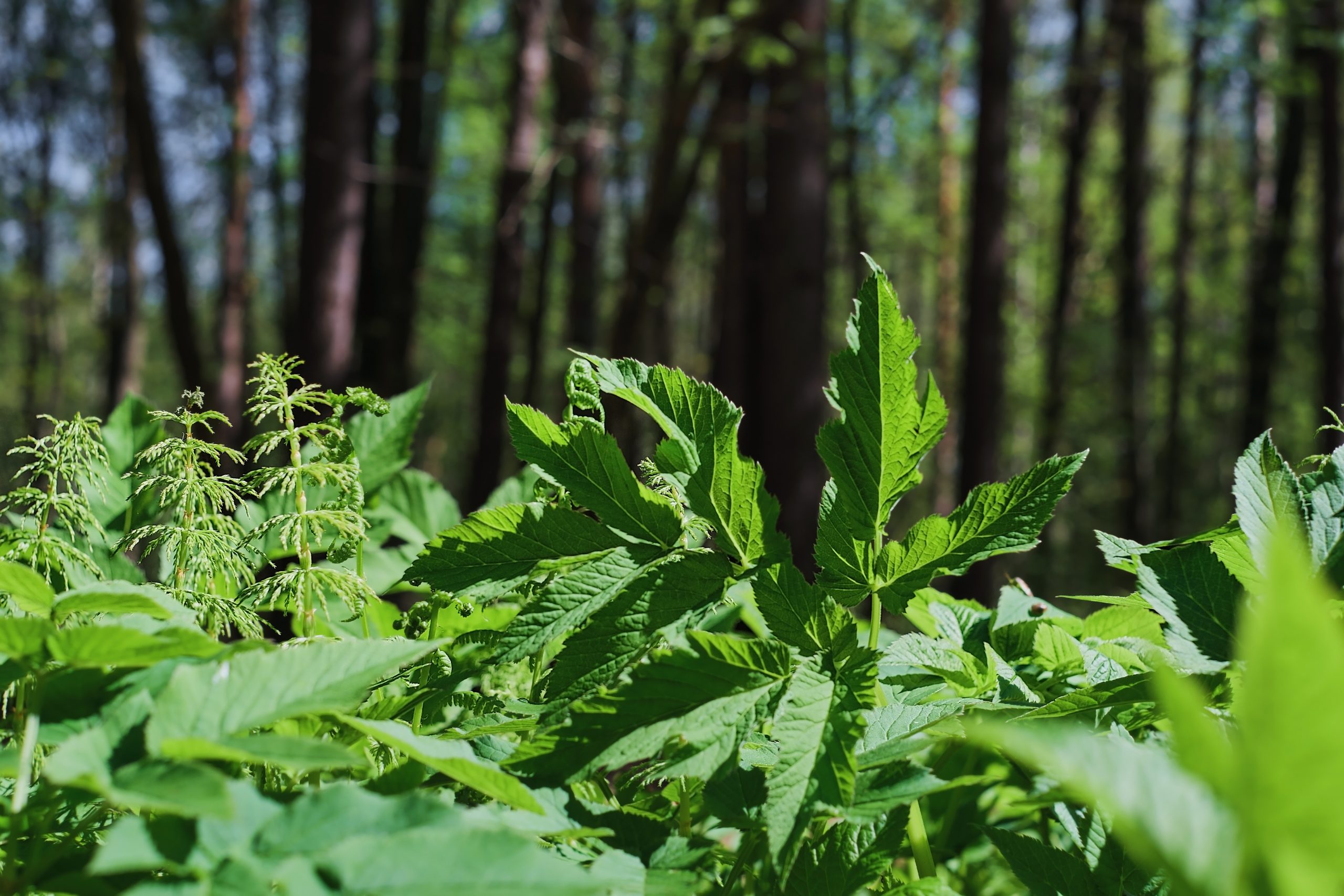 Você sabia que as plantas respiram através de suas raízes e “suam” pelas suas folhas? Entenda neste artigo como é a respiração e a transpiração das plantas e suas principais características.