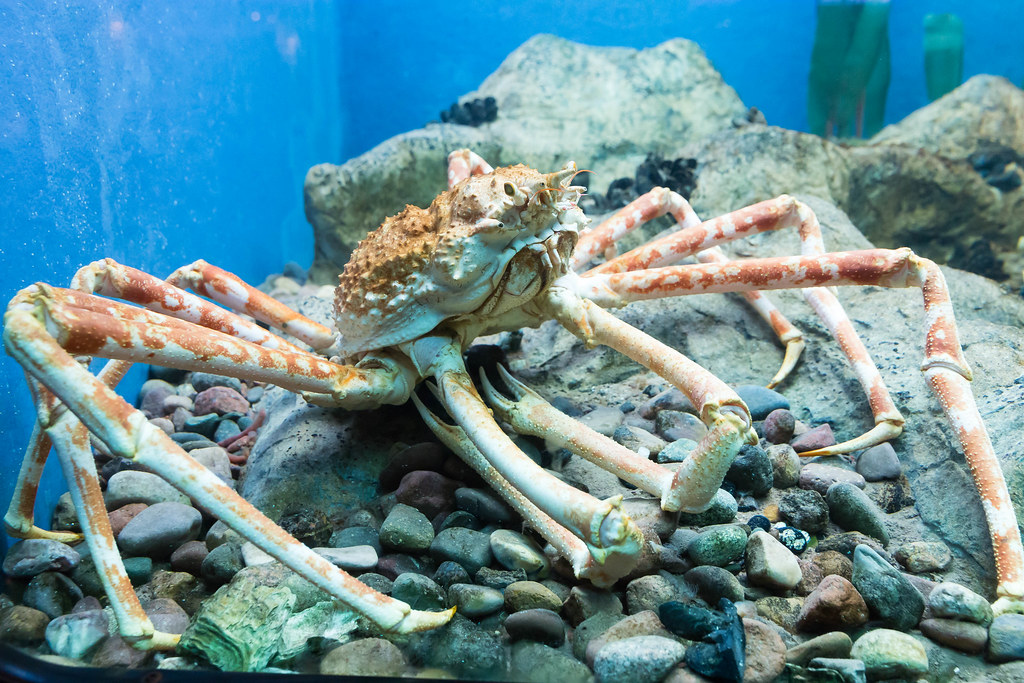 Curiosidades: 5 criaturas SINISTRAS que vivem no fundo do mar