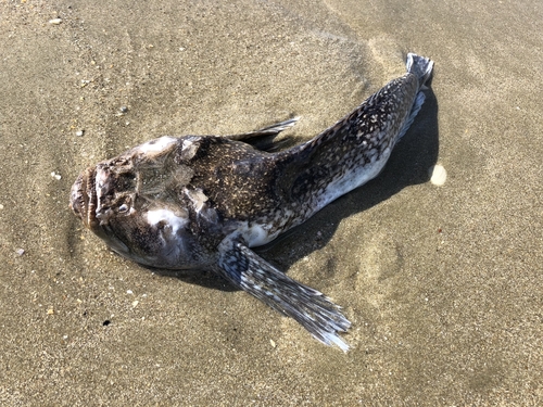 Os peixes Stargazer são nomeados por seu comportamento incomum de deitar-se no fundo do mar e olhar fixamente para o céu.