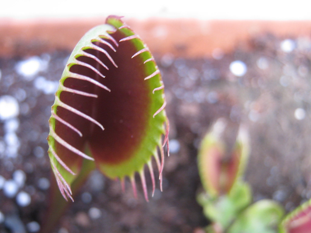 A Dionaea muscipula é conhecida como armadilha de mosca de Vênus.