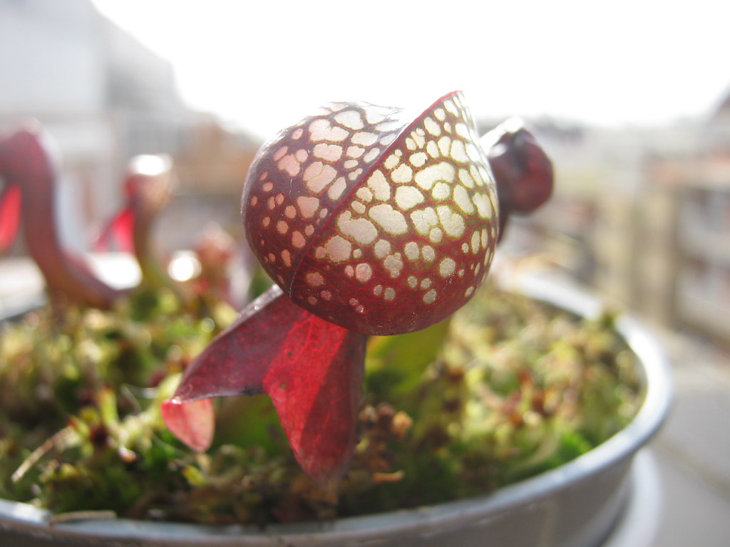 O lírio-cobra (Darlingtonia californica) é uma planta carnívora, com folhas verde-amareladas e possui a forma de uma cabeça de cobra.