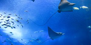 Ecologia Marinha os desafios e a importância da conservação dos oceanos