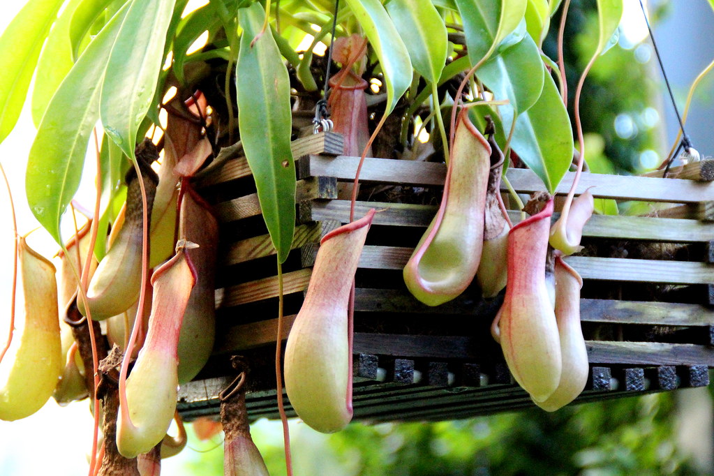 As plantas de jarro são membros do gênero Nepenthes e são carnívoras, insetívoras.