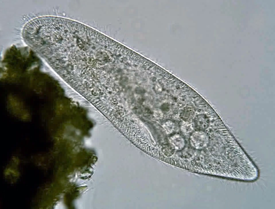 Protozoários e suas características e classificações (Imagem: Deuterostome/Common Creative License)