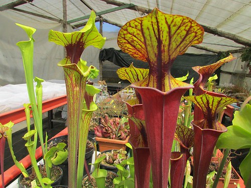 A planta de jarro amarelo, também chamada Sarracenia flava, possui folhas que geralmente são verdes brilhante com veias vermelhas.