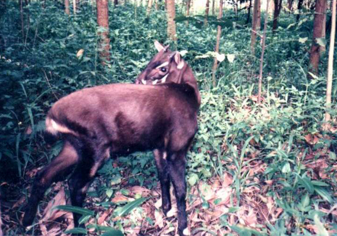 Os 5 animais MAIS RAROS do planeta 