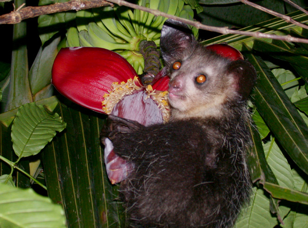 Aye-aye (ou aie-aie) é um primata nativo de Madagascar.