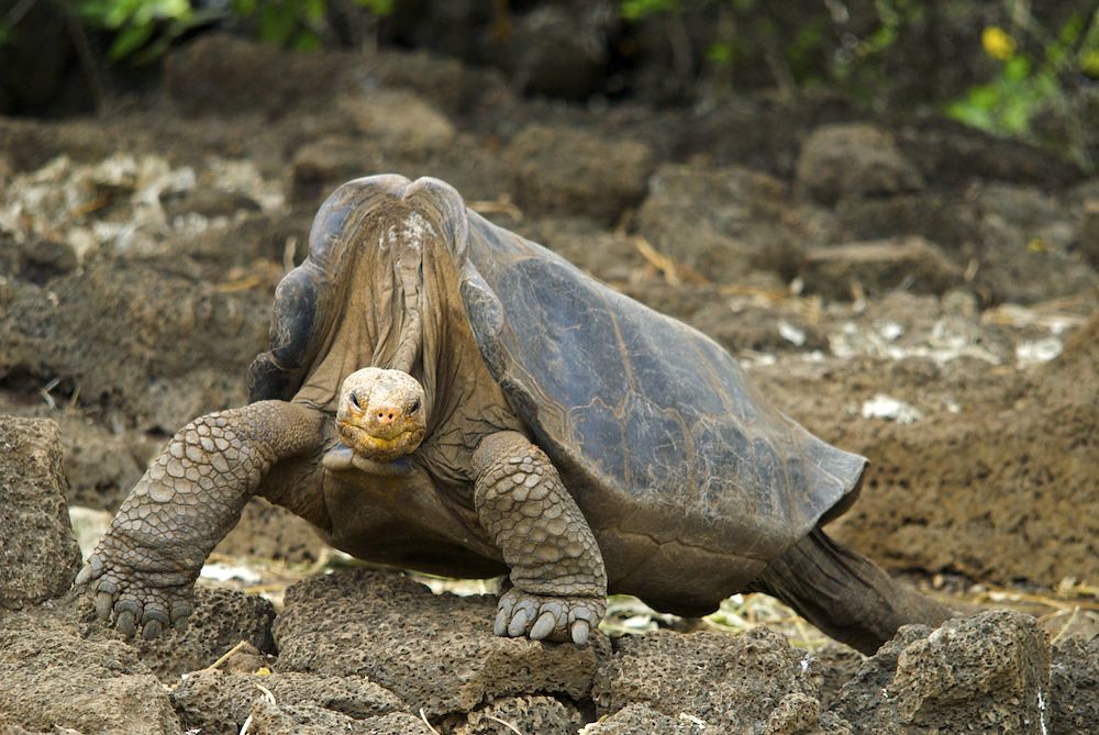 A tartaruga da Ilha Pinta Galápagos era a menor de todas as tartarugas de Galápagos.