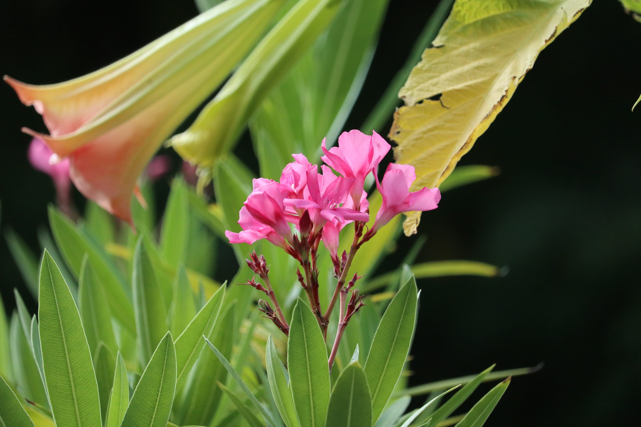 Flor de oleandro rosa.