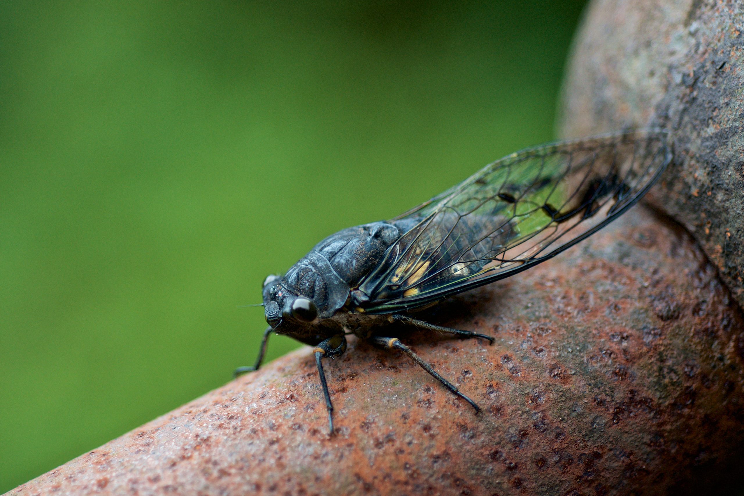 Curiosidades: Por que as cigarras cantam?