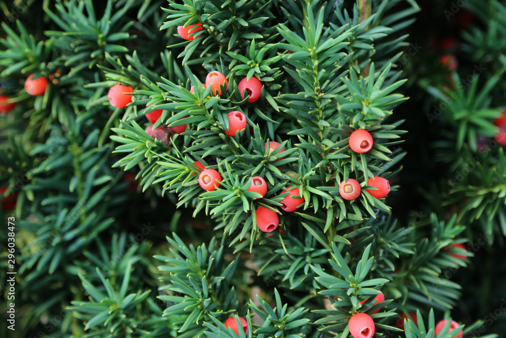 O teixo (Taxus baccata) é tóxico para humanos, cães e outros animais. 