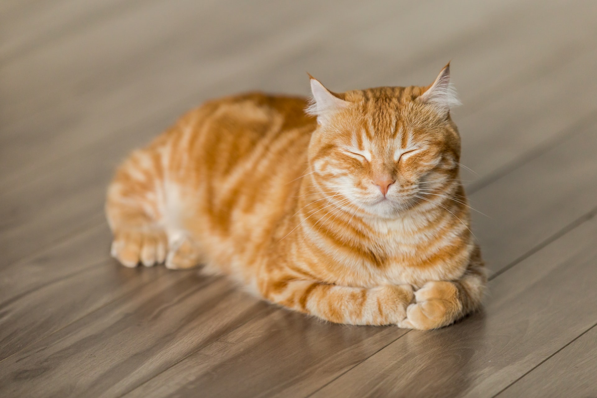 Entre os animais que já foram considerados sagrados está o gato