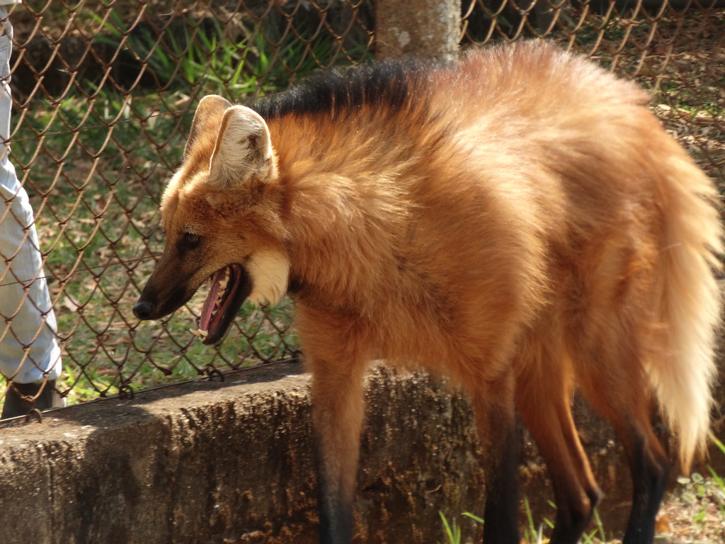 O lobo-guará noturno que vive nas florestas da América do Sul.